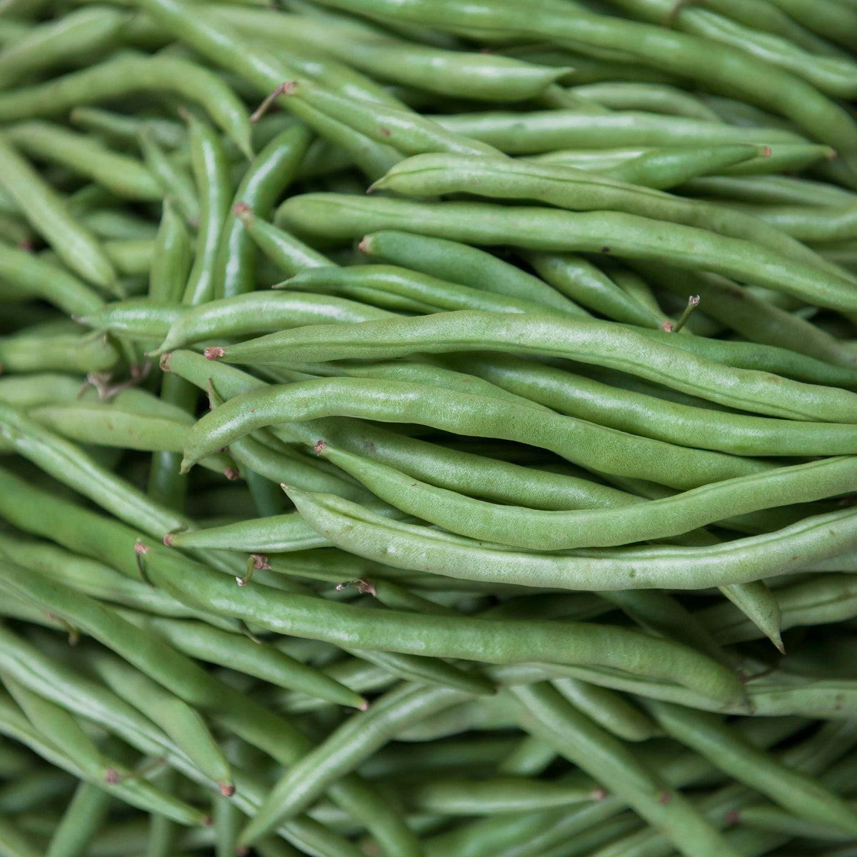 Beans Round