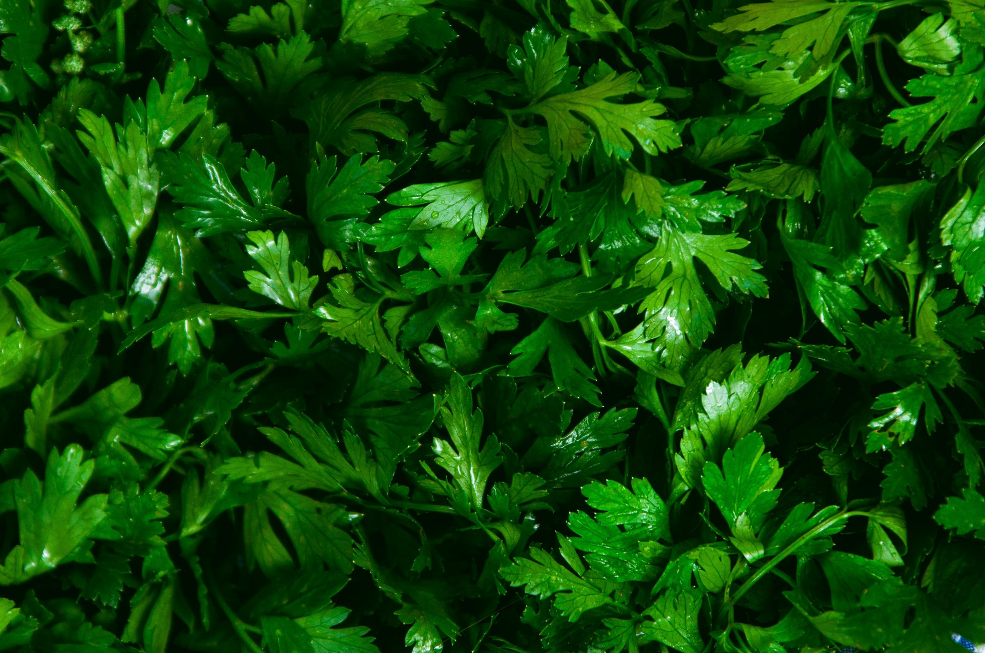 Parsley Bunch