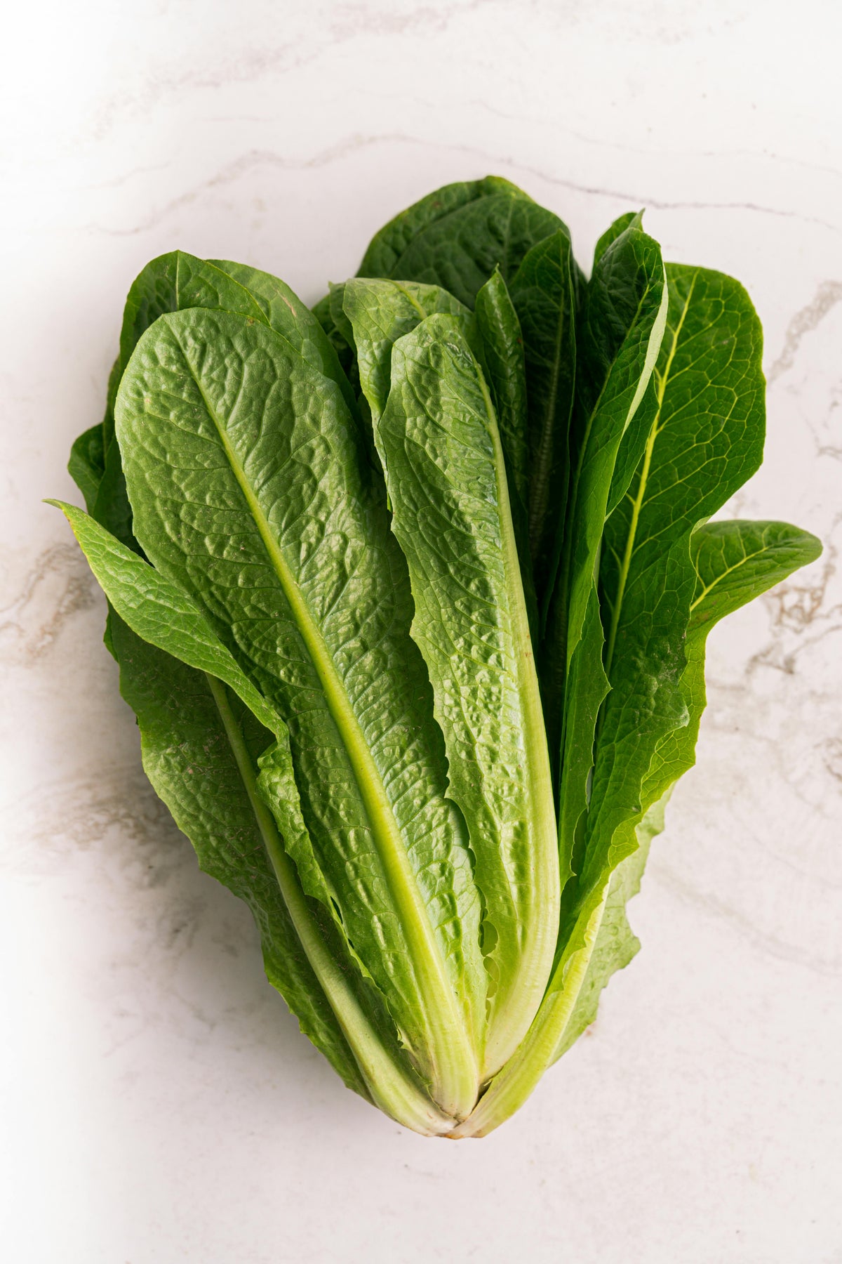 Lettuce - Cos Twin Pack