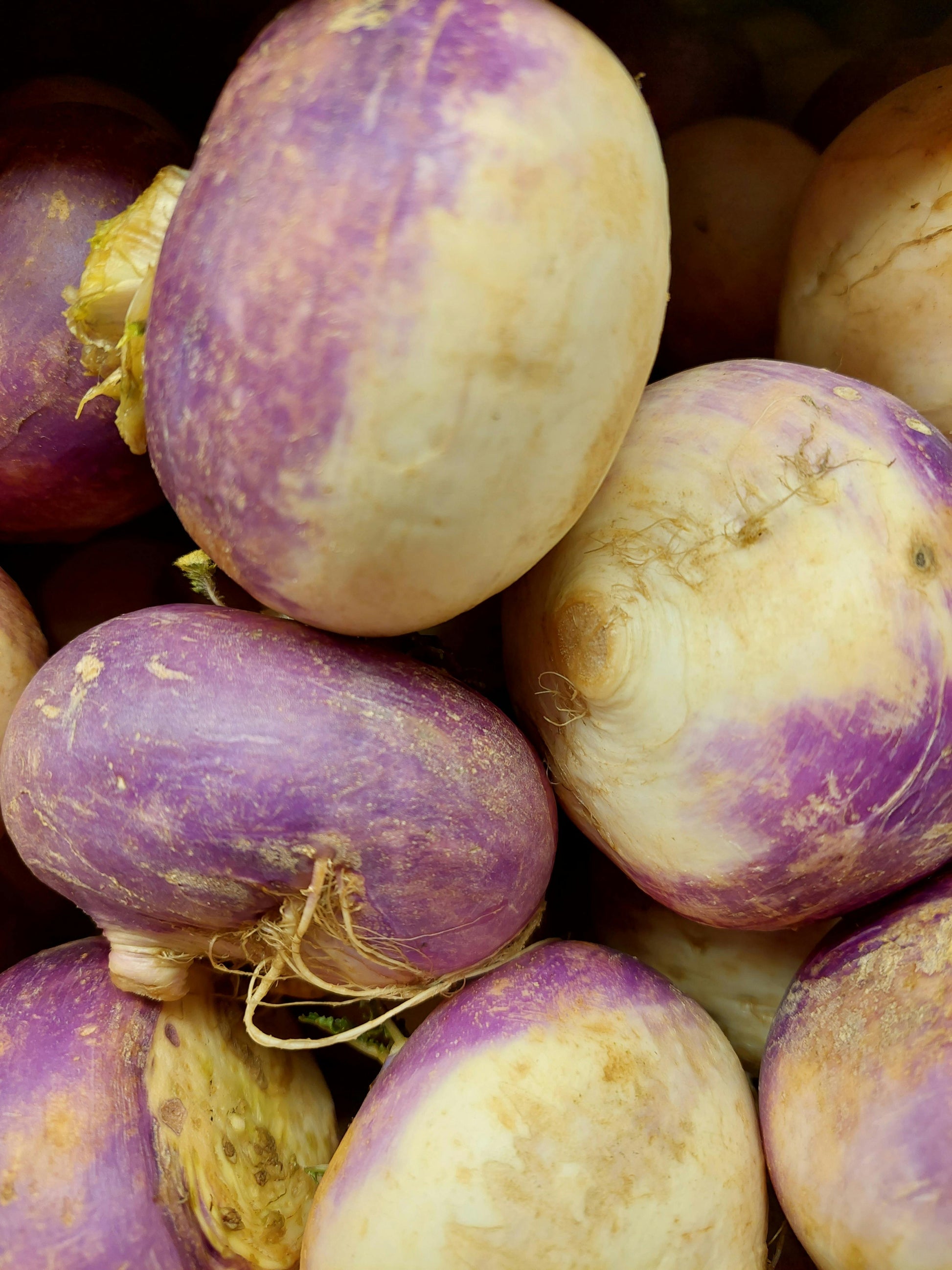 Turnip