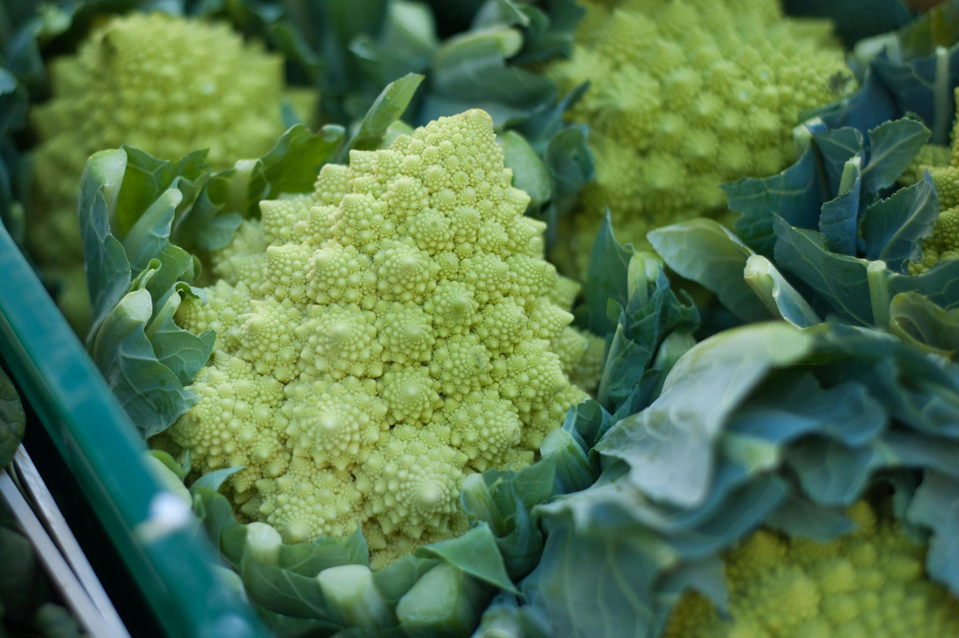 Romanesco