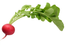 Radish