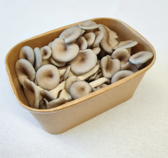 Mushroom Punnet Shiit/oyst/lm