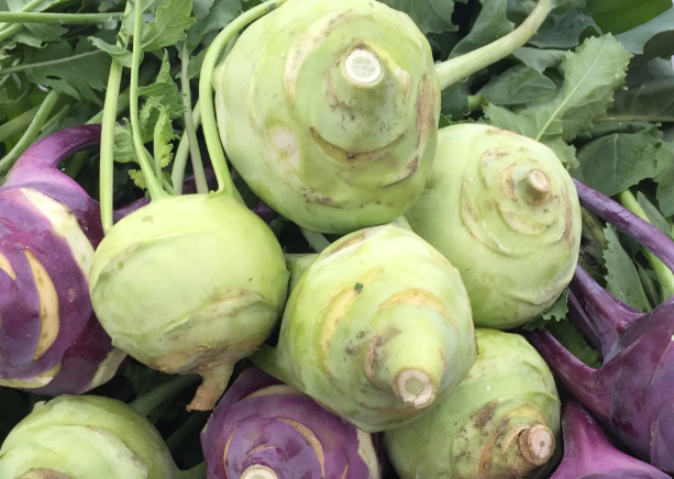 Kohl Rabi