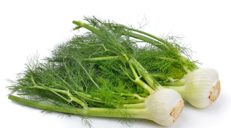 Fennel