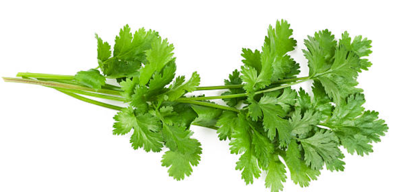Coriander - Bunch
