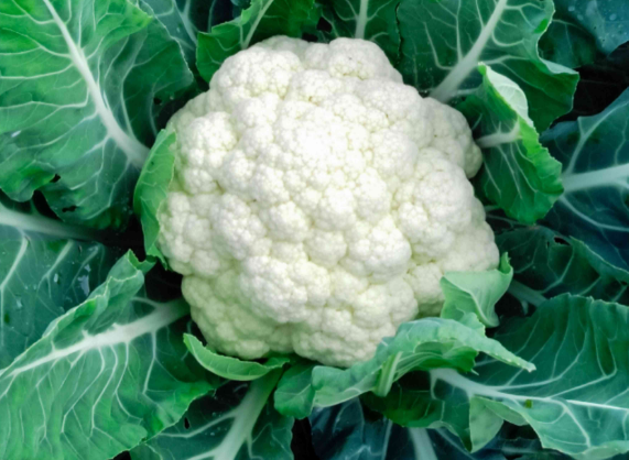 Cauliflower - Full