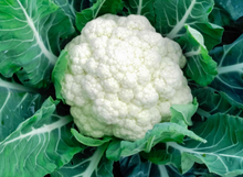 Cauliflower - Full