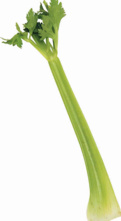 Celery - Stick