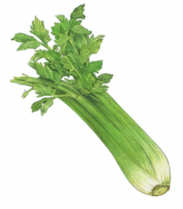 Celery - Whole