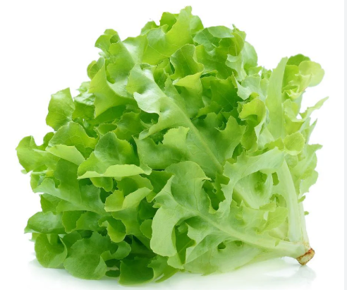 Lettuce - Oak