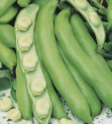 Beans Broad 1kg