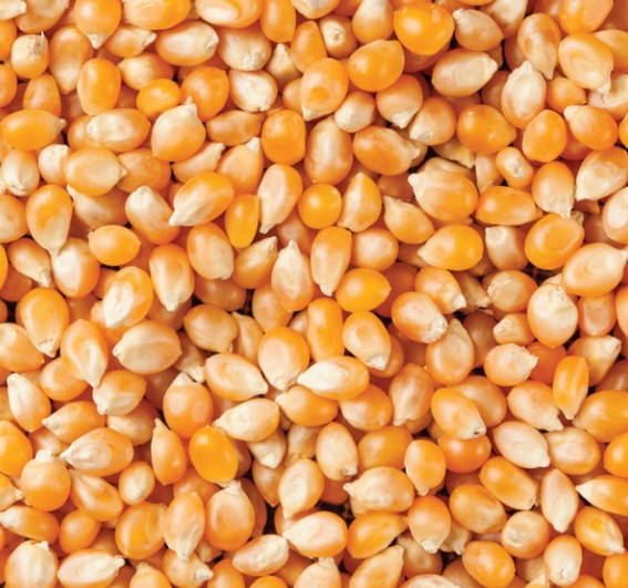 Popcorn 1kg