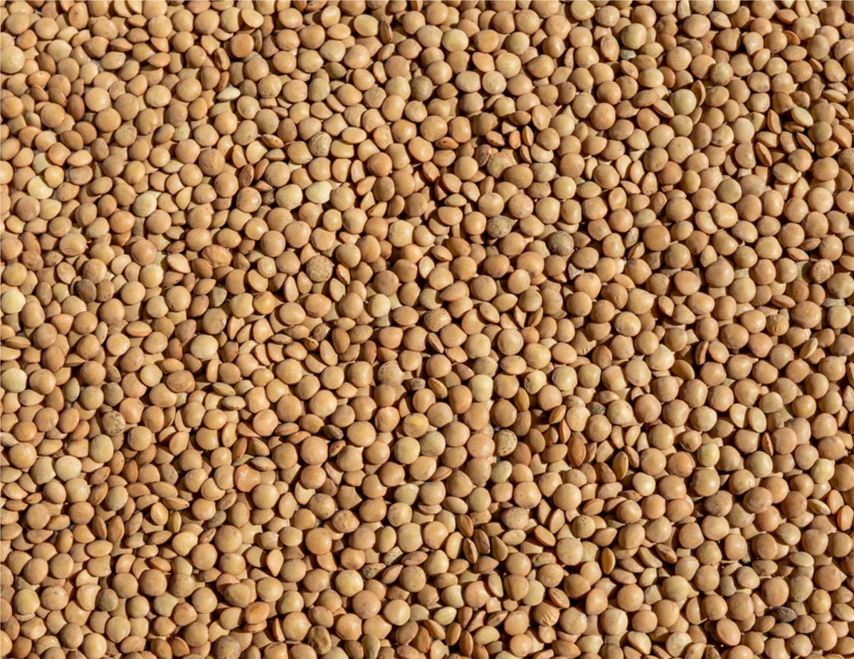 Brown Lentils