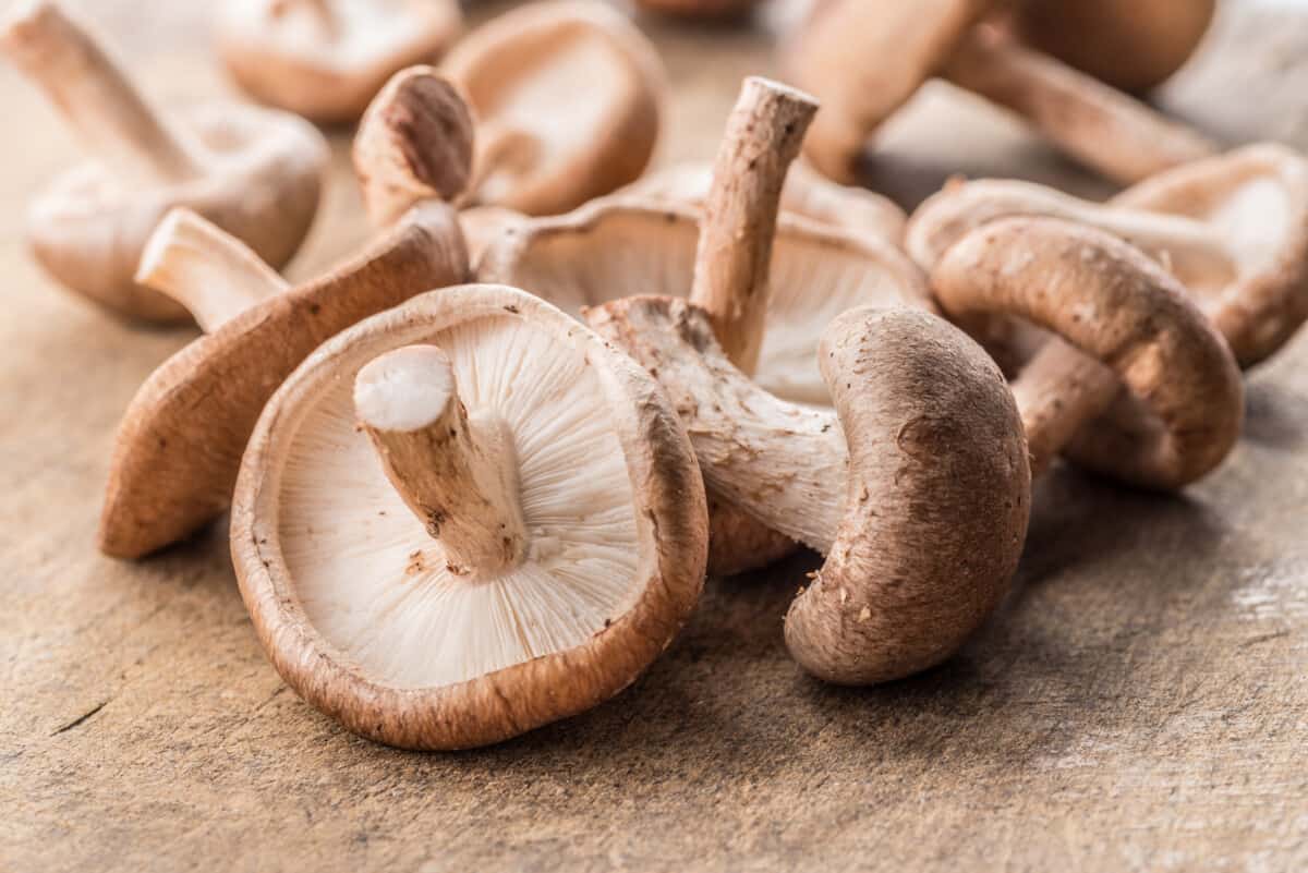 Mushroom - Shiitake